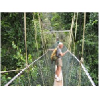 canopy walk.JPG